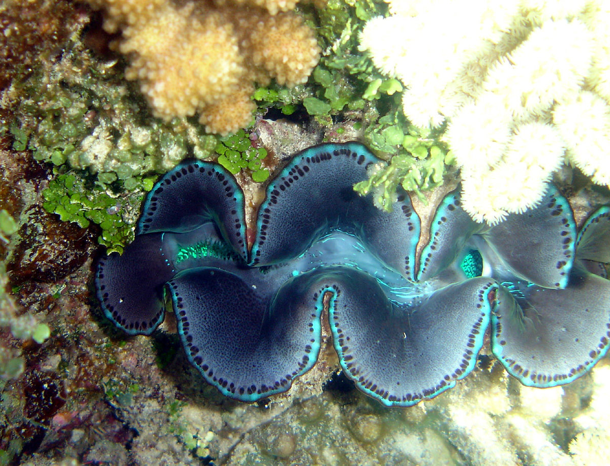 Darwin Cocos